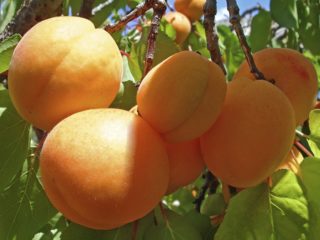 Caise Ananas Tsyurupinsky: descriere, fotografie, plantare și îngrijire