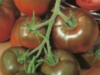 Tomato Black Cat F1: charakteristika a popis odrody, recenzie