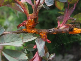 Rusty spots on rose leaves: what they look like, how to treat them