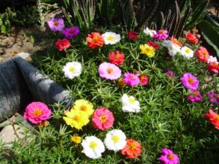 Terry verdolaga: creciendo en campo abierto, foto en diseño de paisaje.
