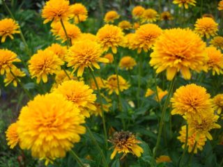 Heliopsis tarka: fotó és leírás, a termesztés árnyalatai