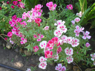 Godetia Monarch: foto de flores en un macizo de flores, plantación y cuidado.