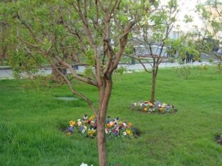 Why apricot does not bear fruit: reasons, what to do