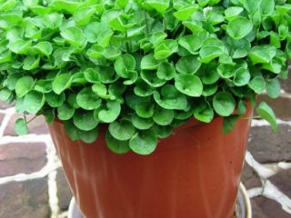 Dichondra Emerald Falls: foto y descripción de flores, plantación y cuidado.