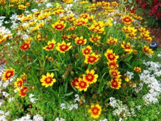 When to plant coreopsis seeds for seedlings: care, photo