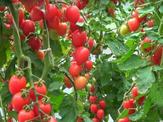 Tomato Flame F1: charakteristika a popis odrody, recenzie s fotografiami