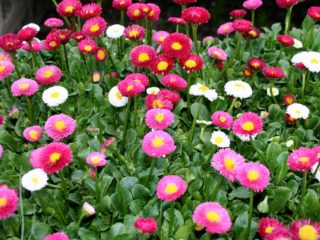 When to sow daisies from seeds for seedlings in the spring: photos, sowing dates, planting flowers