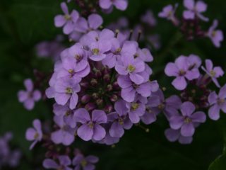 Ružová matthiola (nočná fialová): fotografia a popis, rastúca zo semien