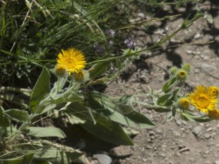Elecampane (Kristovo oko): fotografia a popis