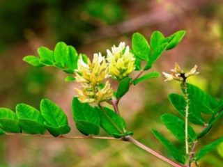 Astragalus sweetifolia (листа от женско биле): снимка, полезни свойства