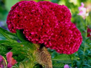 Sikat Celosia: foto bunga di katil bunga, penanaman dan penjagaan
