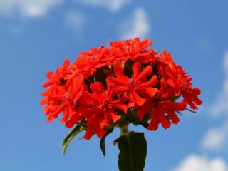 Common Dawn (Lychnis chalcedony): fotografia, aplikácia v krajinnom dizajne