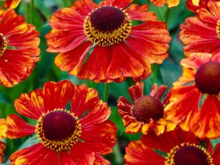 Helenium jeseň: fotografia a popis, odrody