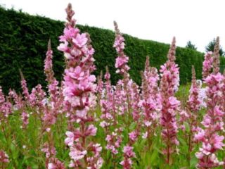 Blush loosestrife: foto a popis, pestovanie