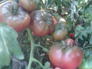 Variedad de tomate Black Elephant: características y descripción, reseñas con fotos.