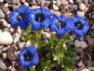 Genciana Koch (sin tallo): foto y descripción.