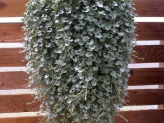 Dichondra Silver Falls: pestovanie doma, popis, fotografie, recenzie