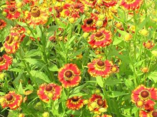 Helenium autumn: photo and description, growing from seeds