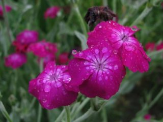 زهور Lychnis (Viscaria): زراعة ورعاية، صورة مع الاسم والأنواع والأصناف