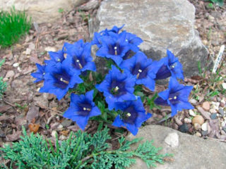 When and how to sow gentian