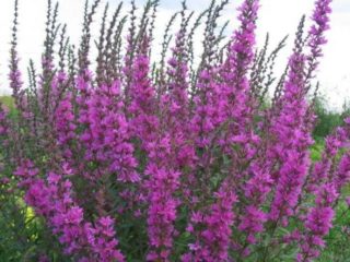 Willow loosestrife (plakun-rumput): foto dan penerangan, jenis, penanaman dan penjagaan