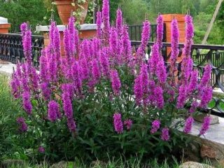 Merlín: Dropmore Purple, Modern Pink, Rose Queen y otras variedades