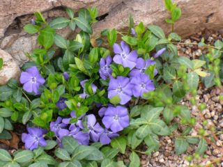 Variegated periwinkle: planting and care, photos in landscape design