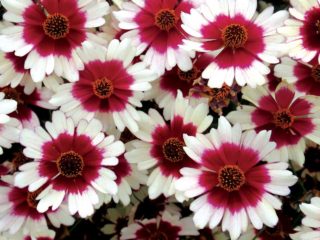 زهور Coreopsis: زراعة ورعاية في الأرض المفتوحة، الصورة، التكاثر