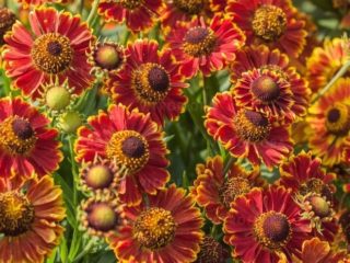 Trvalka Helenium: fotografia kvetov v kvetinovom záhone v krajinnom dizajne