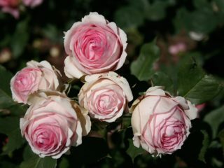 English hybrid tea rose scrub First Lady (First Lady)