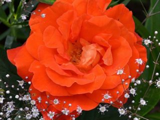 Floribunda rose variety Super Trouper (Super Trouper): planting and care