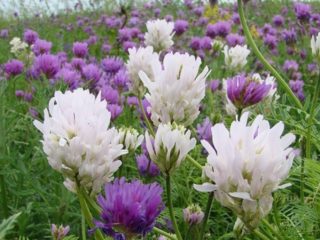 Astragalus sainfoin: description, application