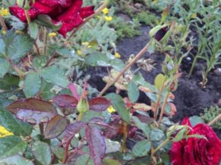 Hybrid tea rose Black Prince (Black Prince): description of the variety, planting and care