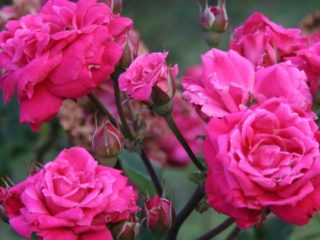 Variedad de rosas del parque canadiense Alexander Mackenzie (Alexander Mackenzie)