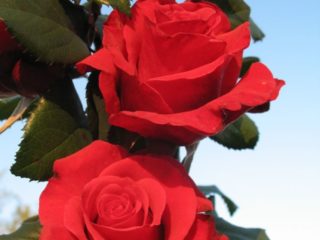 Hybrid tea rose variety Red Berlin (Red Berlin): planting and care