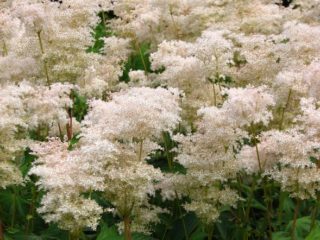 Lúčna (meadowsweet) palmate: popis, pestovanie a starostlivosť