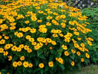 Heliopsis slnečnica, drsná: odrody s fotografiami a popismi