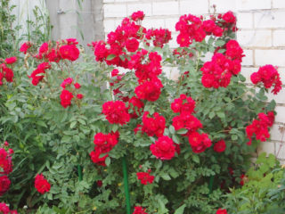 Canadian park rose John Franklin (John Franklin): photo and description, reviews