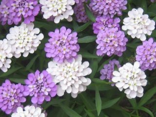 Iberis umbelliferum: Ľadové granátové jablko, černicové pusinky a iné odrody