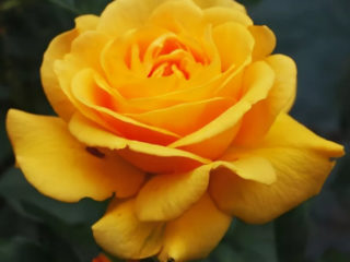 Rose floribunda Golden Dreams (الأحلام الذهبية): زراعة ورعاية، استعراض