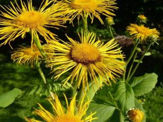 Elecampane British: foto dan penerangan