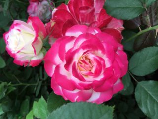 Floribunda rózsa Jubile du Prince de Monaco (Jubile du Prince de Monaco)