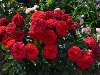 English peony bush rose Red Piano (Red Piano)