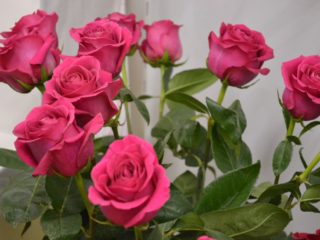 Rose Pink Floyd: popis ružovej odrody, foto