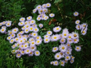 Erigeron (malý okvetný lístok) trvalka: fotografia, výsadba a starostlivosť