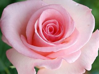 What to do if a rose turns into a rosehip