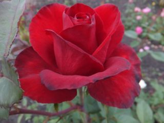 Hybrid te rose Grand Gala (Grand Gala): bilde og beskrivelse, anmeldelser