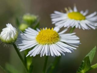 Erigeron (malý okvetný lístok) ročný: popis, liečivé vlastnosti
