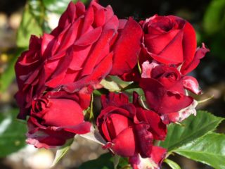Rose floribunda Niccolo Paganini: popis odrody, fotografie, recenzie