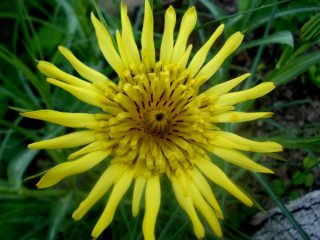 Salsifí dudoso: foto y descripción.